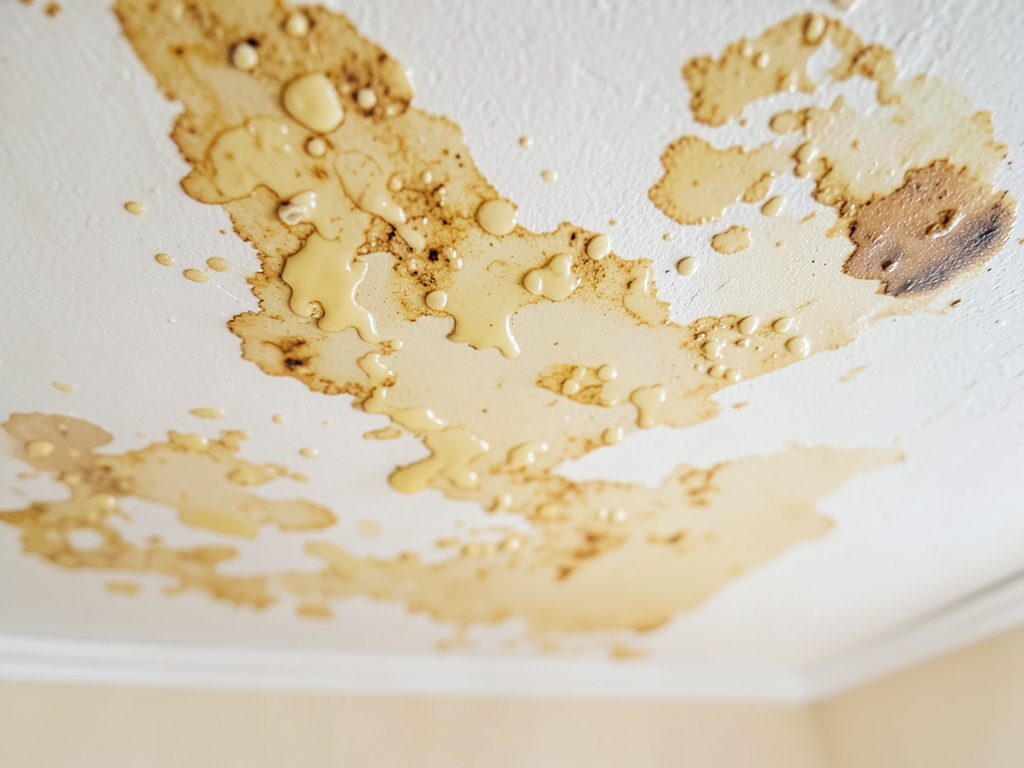 Spotting Water Damage in a Vacant Rental Property in the Avent Ferry Area